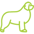 big size dog